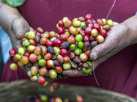 コーヒー豆の写真